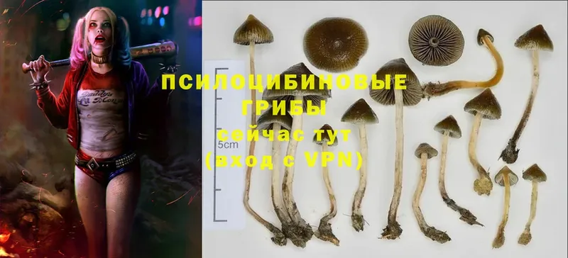 Псилоцибиновые грибы Cubensis  Азов 